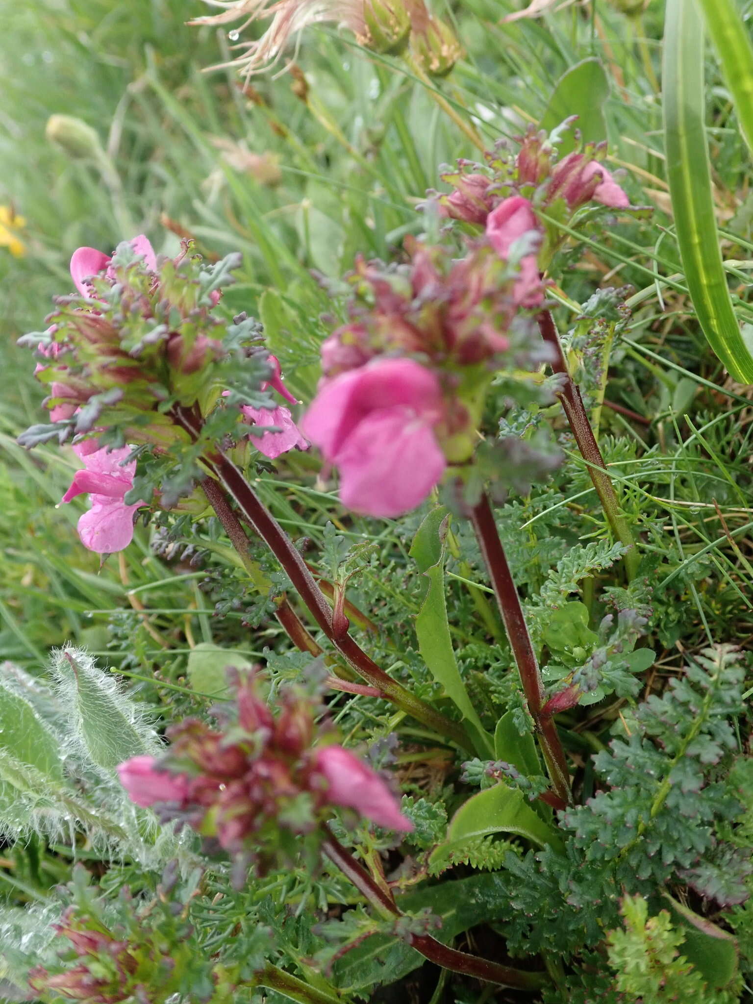 Imagem de Pedicularis rostratocapitata Crantz