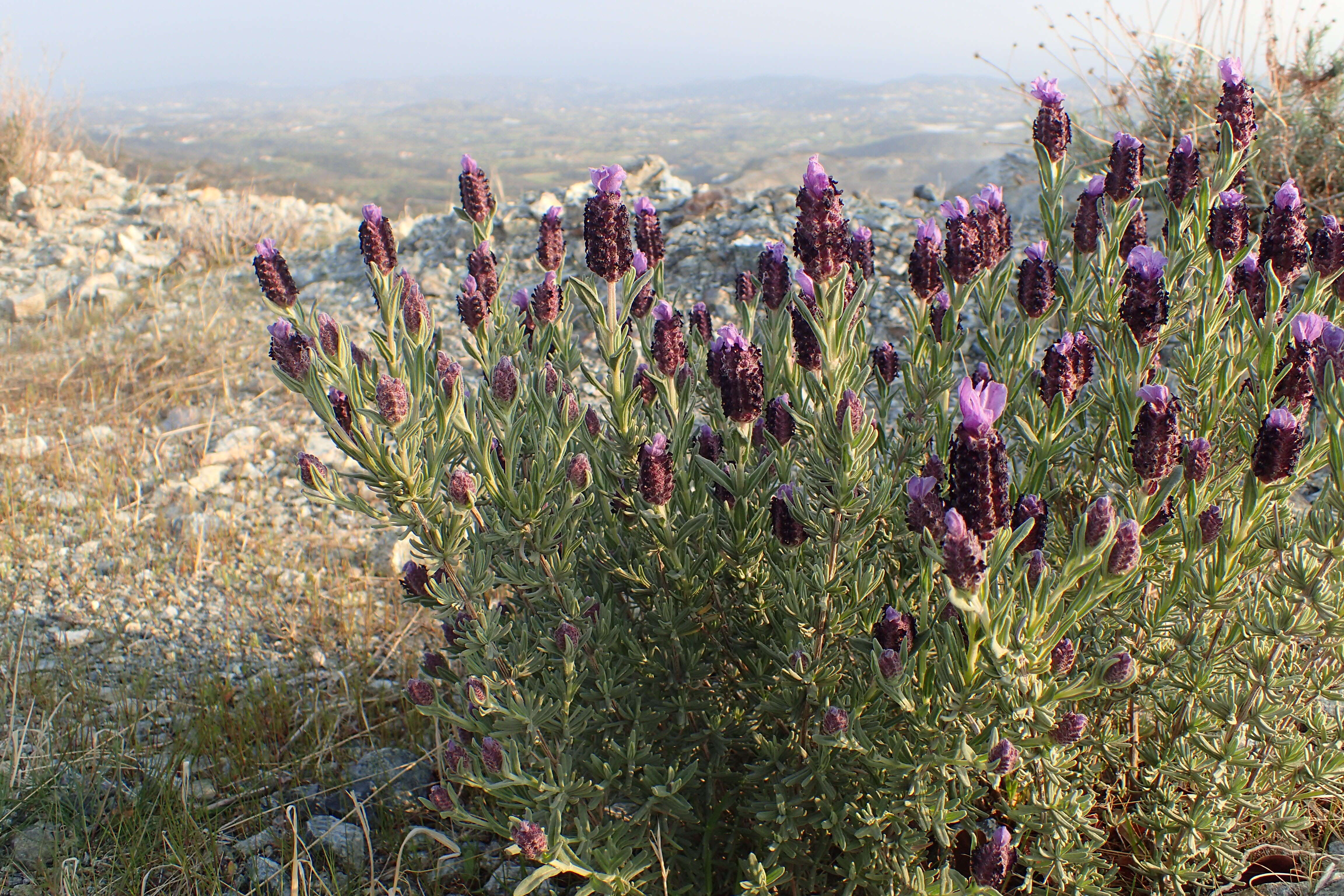 Image of French lavender