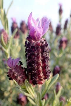 Imagem de Lavandula stoechas L.