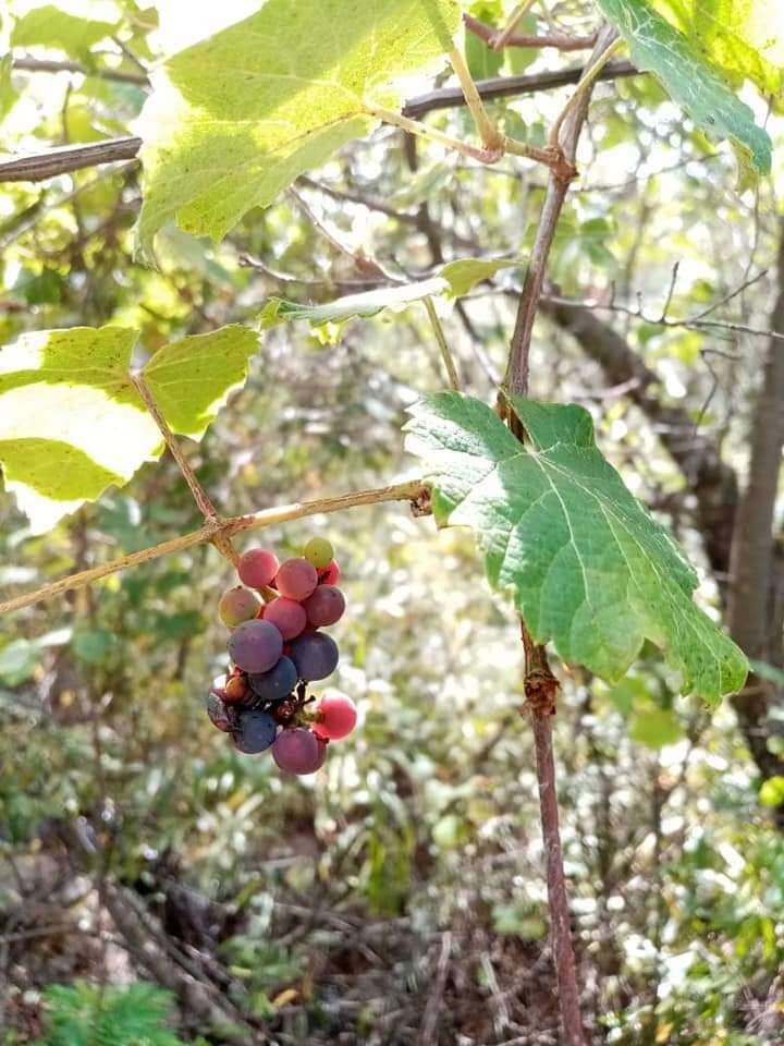 Sivun Vitis peninsularis M. E. Jones kuva