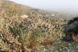 Image of French lavender