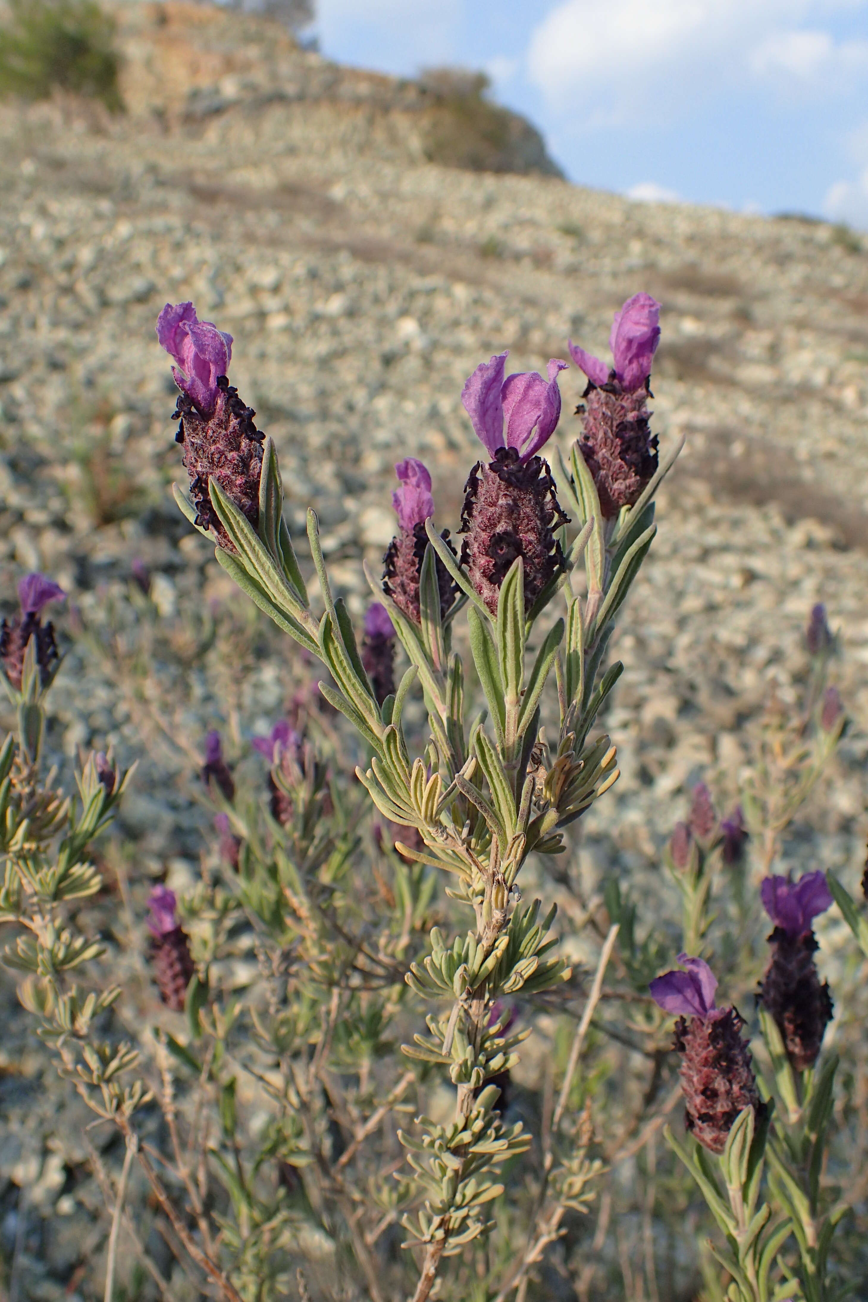 Image of French lavender