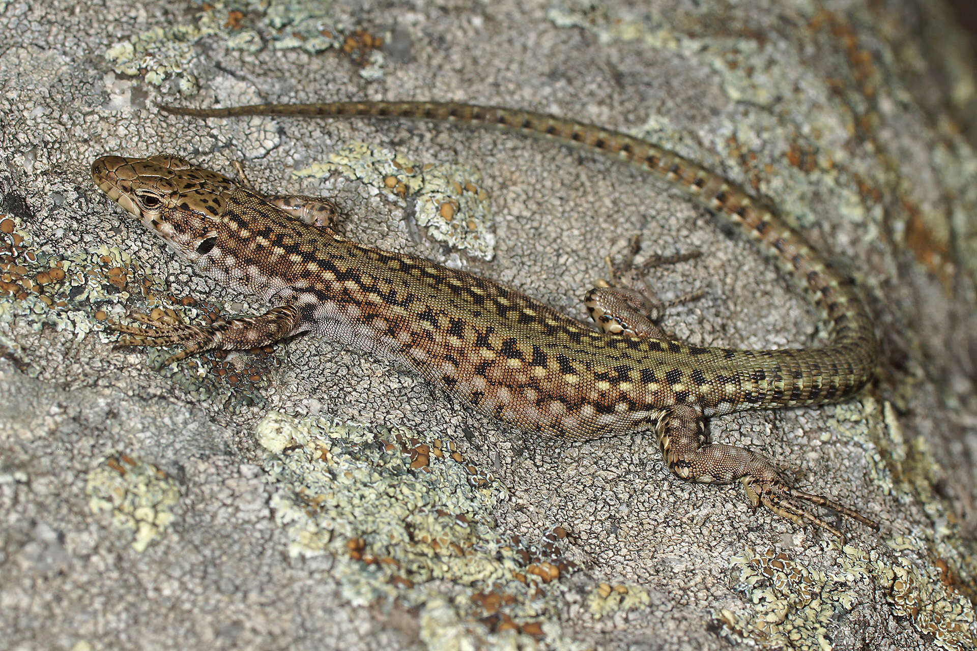 Image of Podarcis guadarramae guadarramae (Boscá 1916)