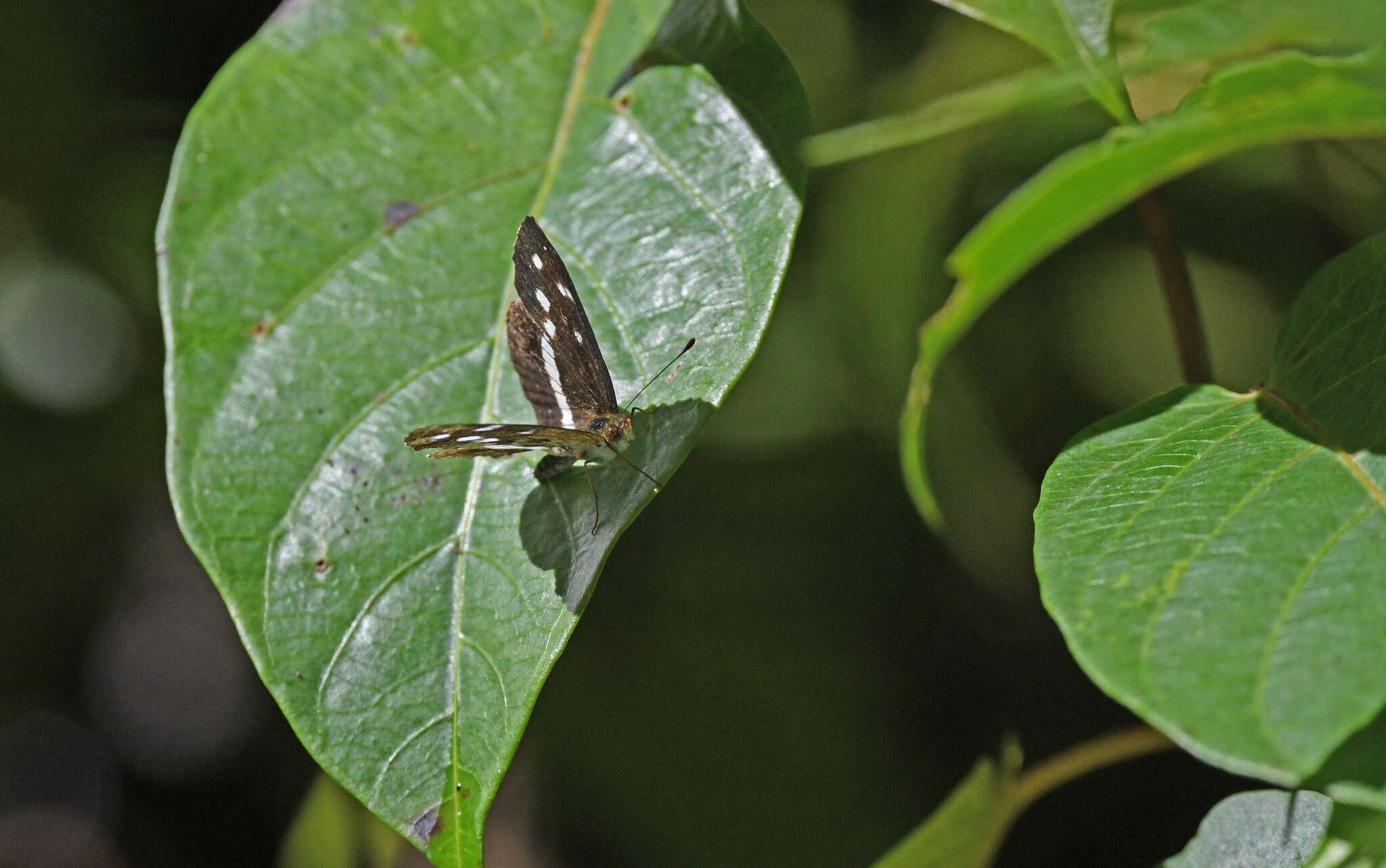 Image of Janatella fellula Schaus 1902