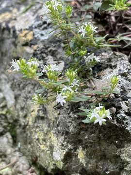 صورة Otiophora calycophylla (Sond.) Schltr. & K. Schum.