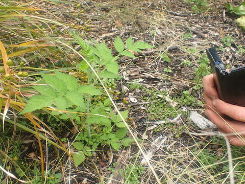 Слика од Rubus cockburnianus Hemsl.