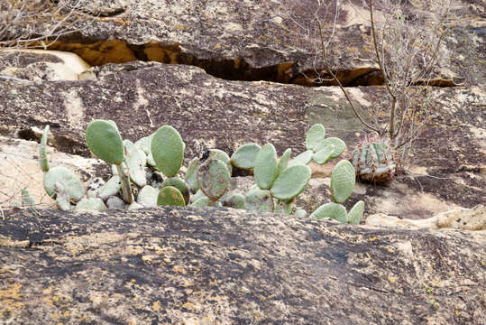 Tacinga inamoena (K. Schum.) N. P. Taylor & Stuppy resmi