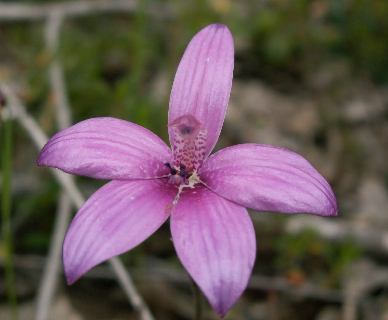 Image of Caladenia emarginata (Lindl.) Rchb. fil.