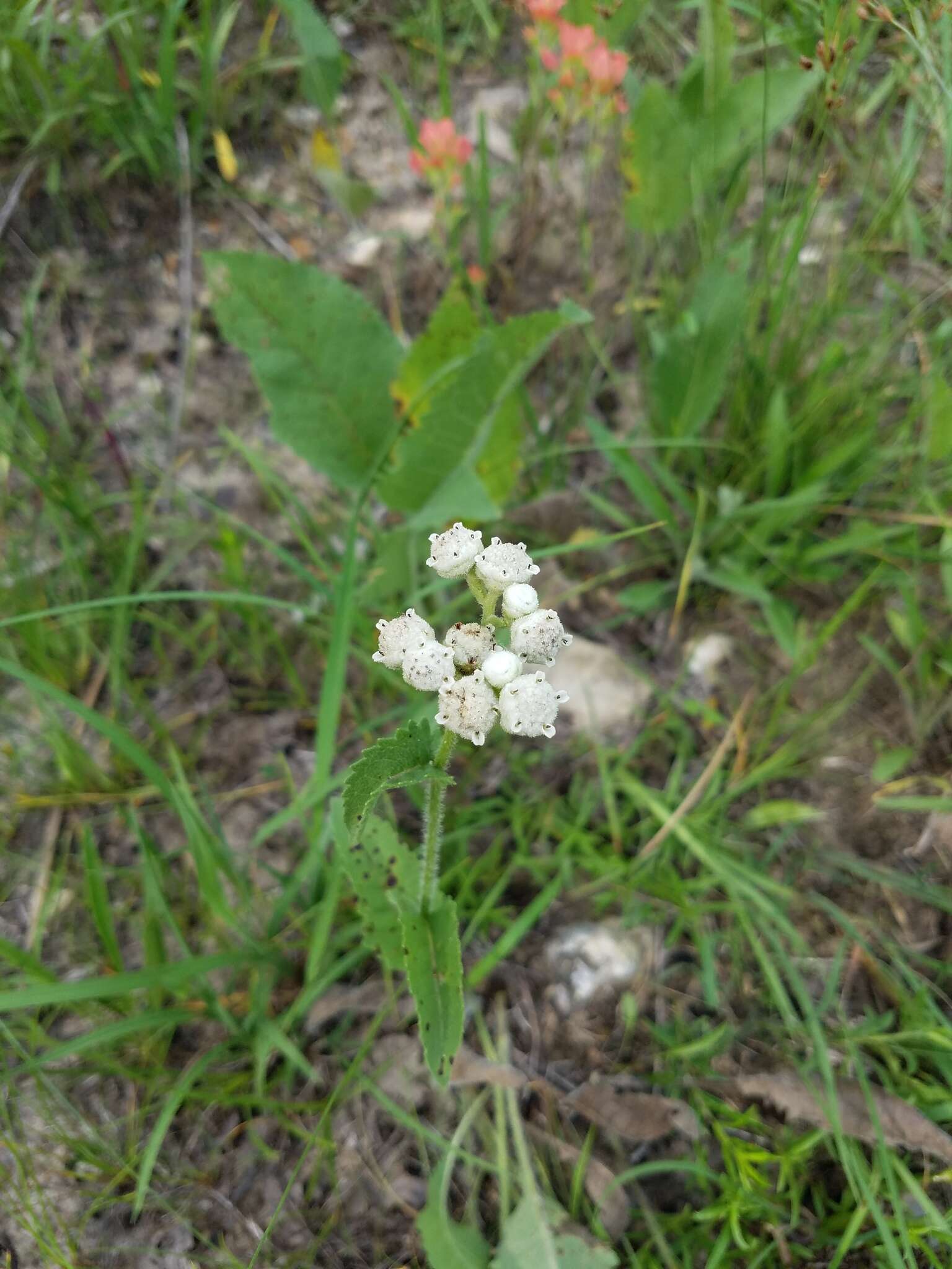 Plancia ëd Parthenium hispidum Rafin.