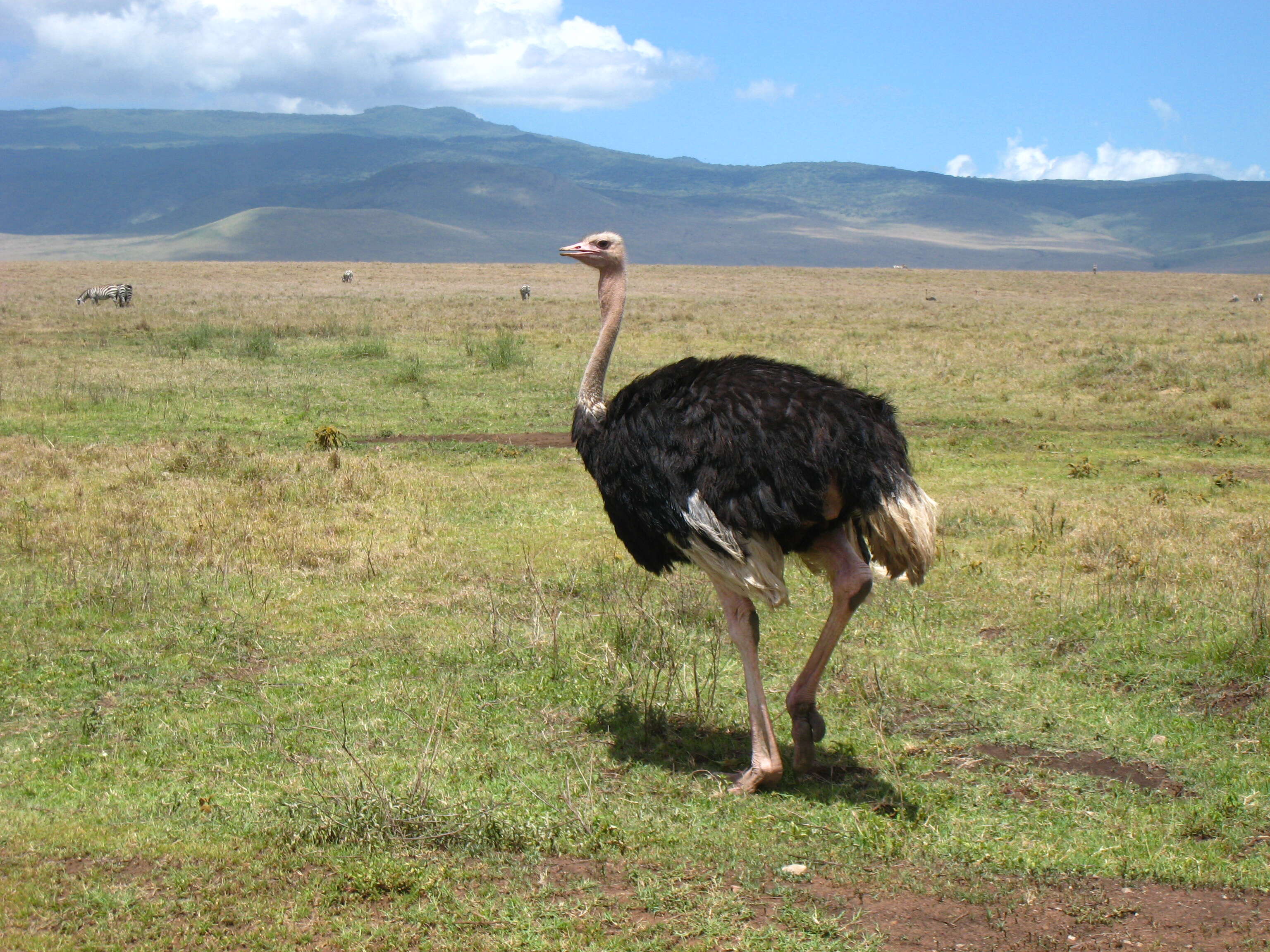 Image of ostriches