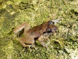 Image of Banded Robber Frog