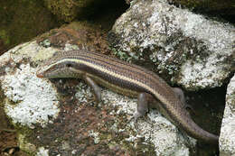 Imagem de Eutropis carinata (Schneider 1801)