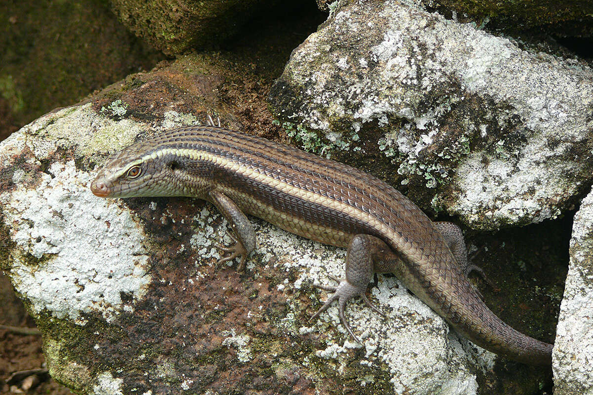 Image of Keeled Indian Mabuya