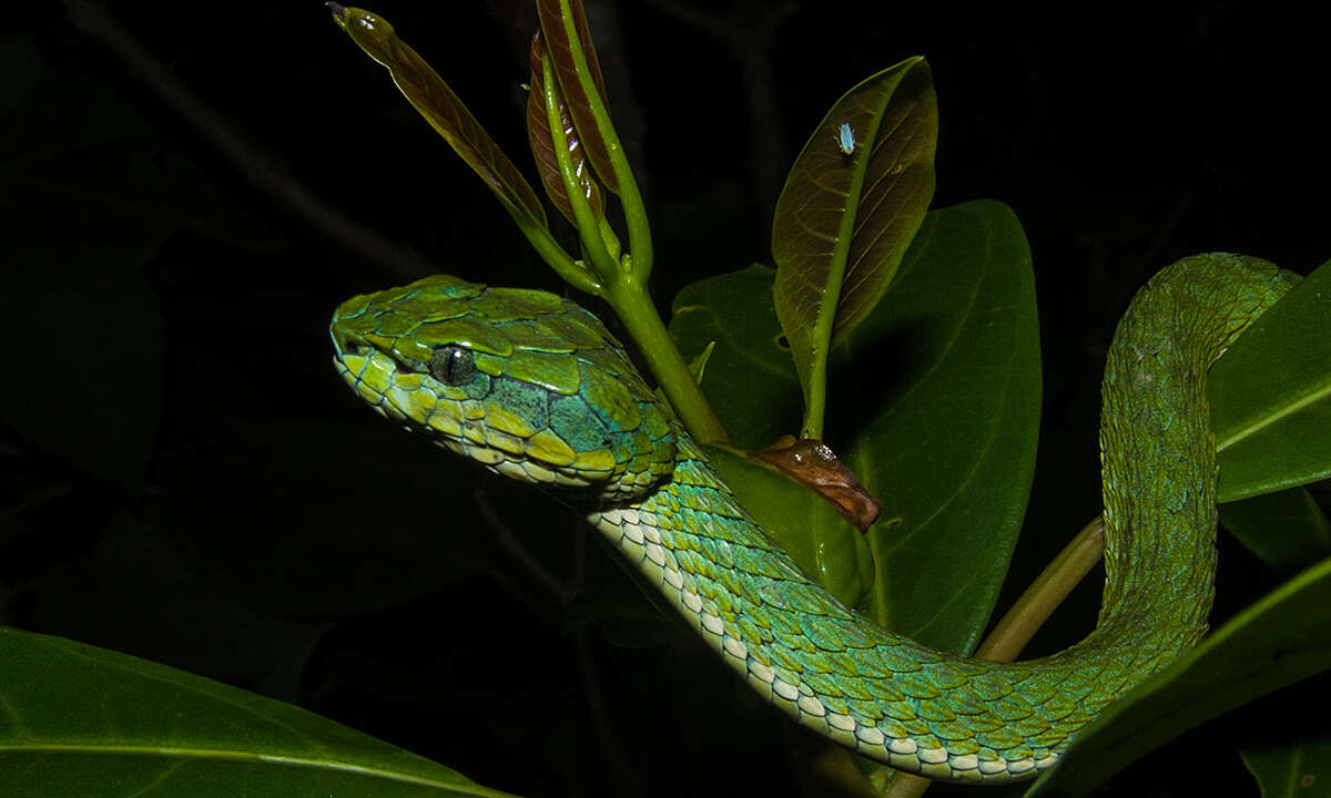 Trimeresurus macrolepis Beddome 1862 resmi