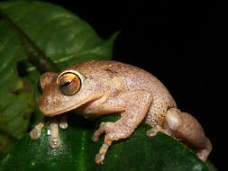 Image of Large Ponmudi Bush Frog