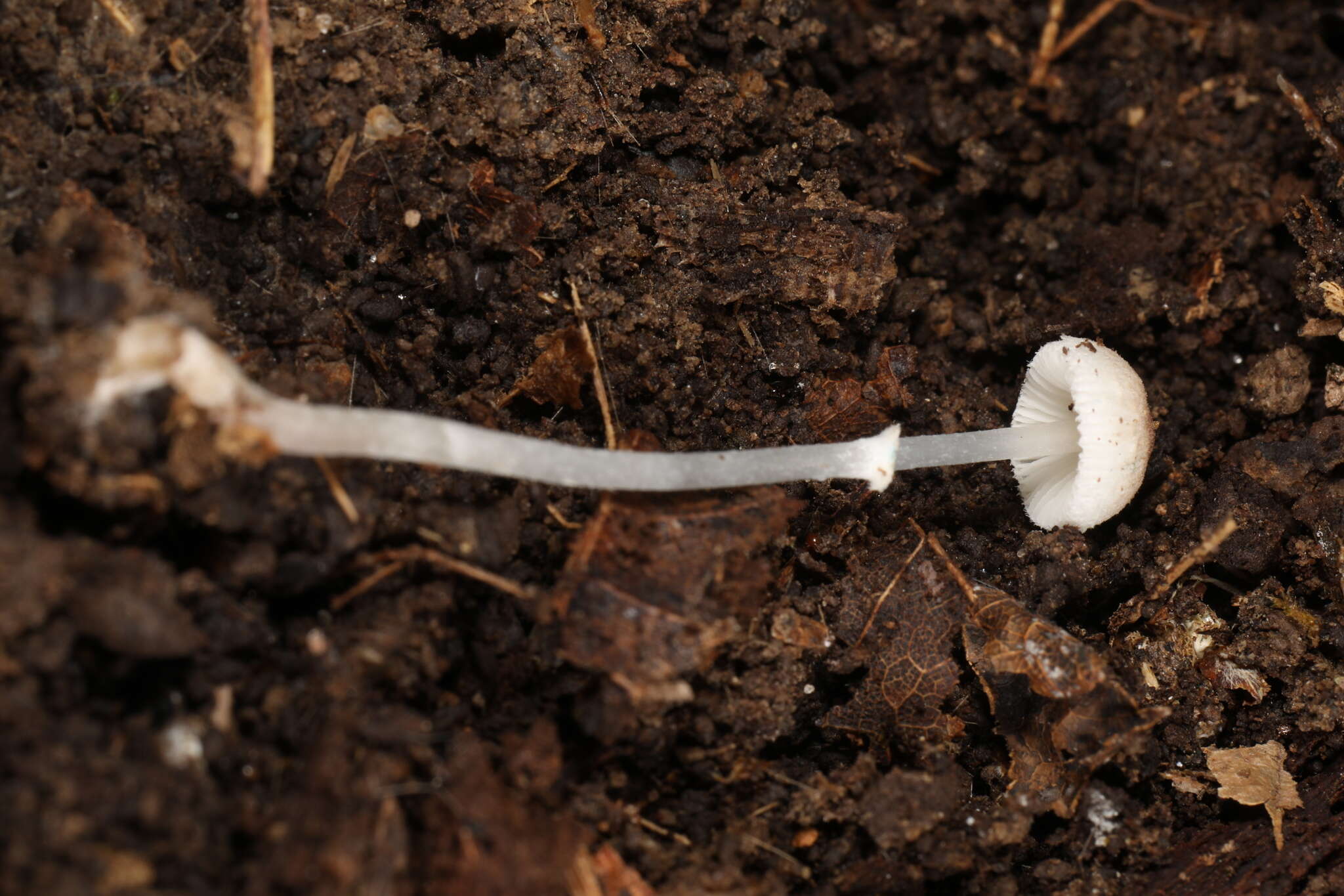 Leucoagaricus coerulescens (Peck) J. F. Liang, Zhu L. Yang & J. Xu 2010 resmi