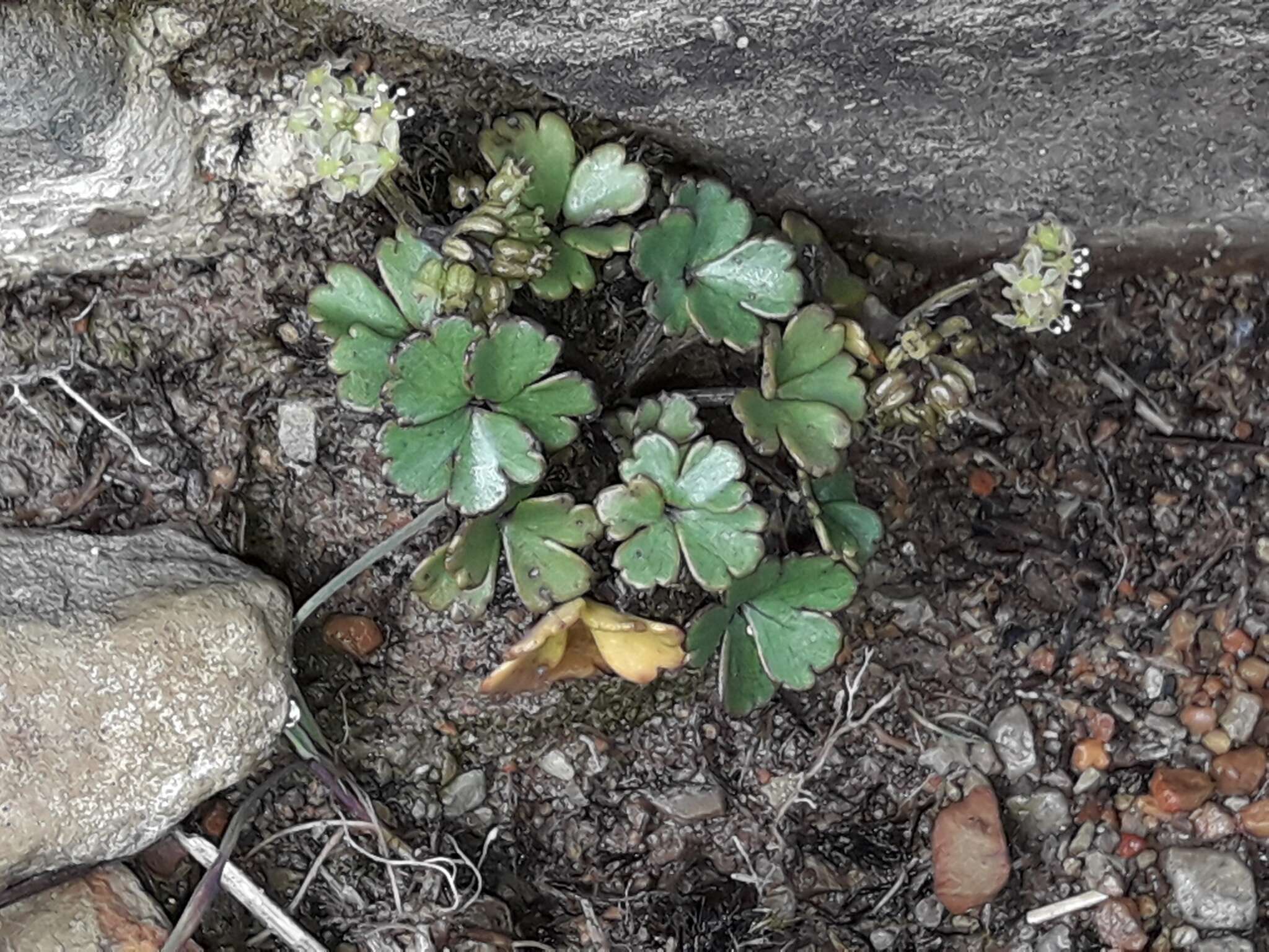 Image of Azorella roughii Kirk