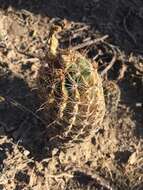 Image of <i>Hamatocactus setispinus</i>