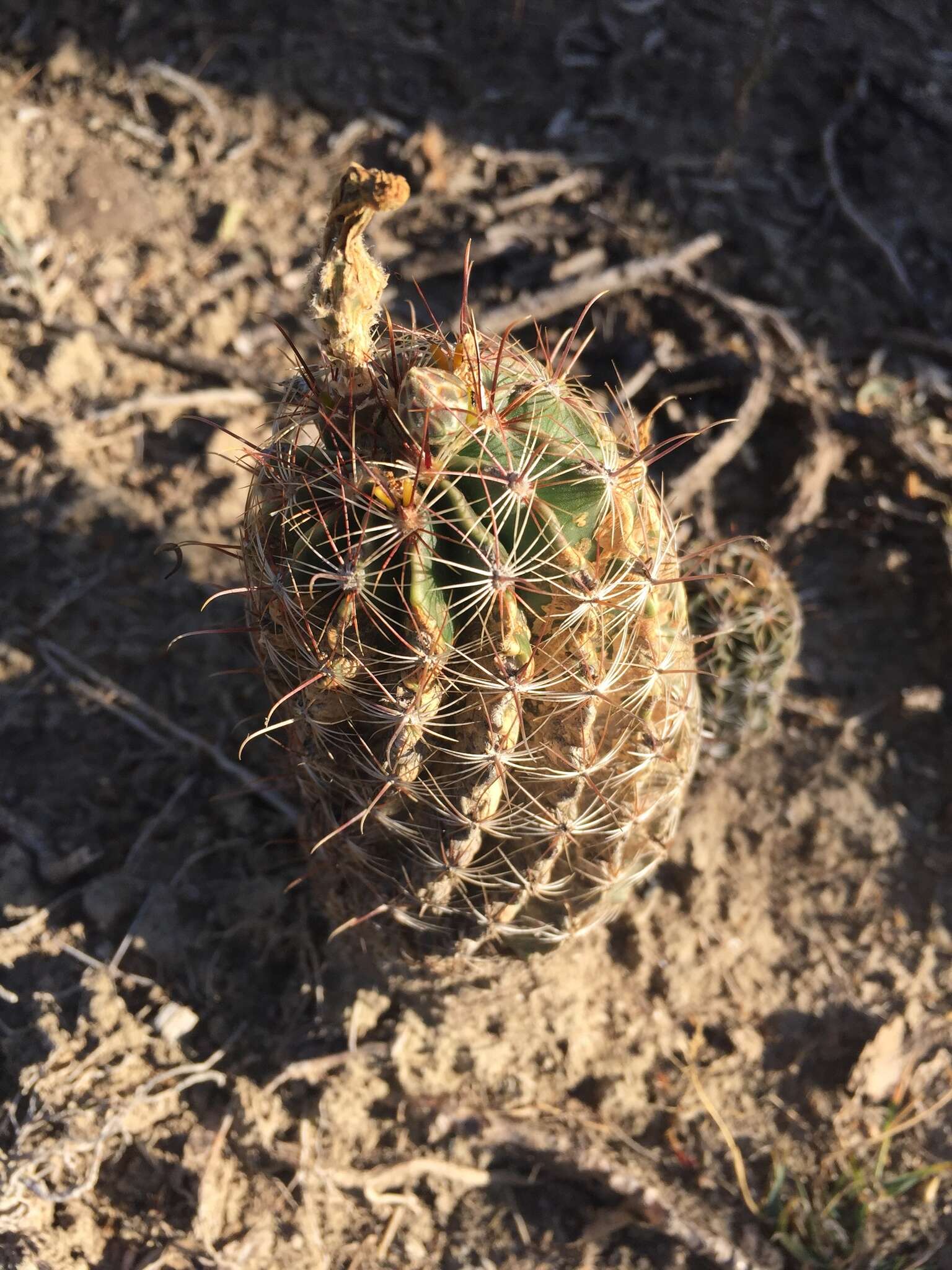 Image of <i>Hamatocactus setispinus</i>