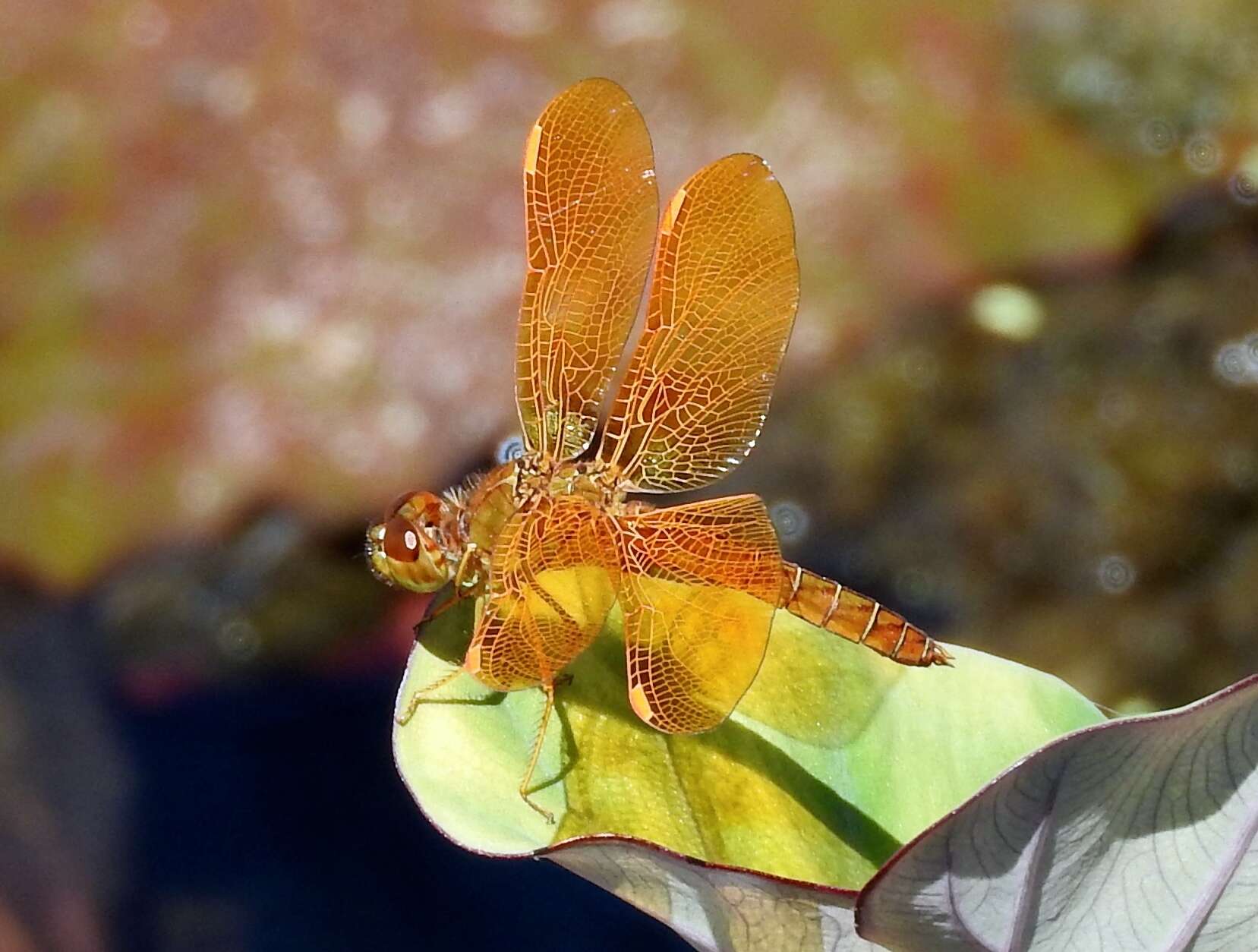 Image of Mexican Amberwing