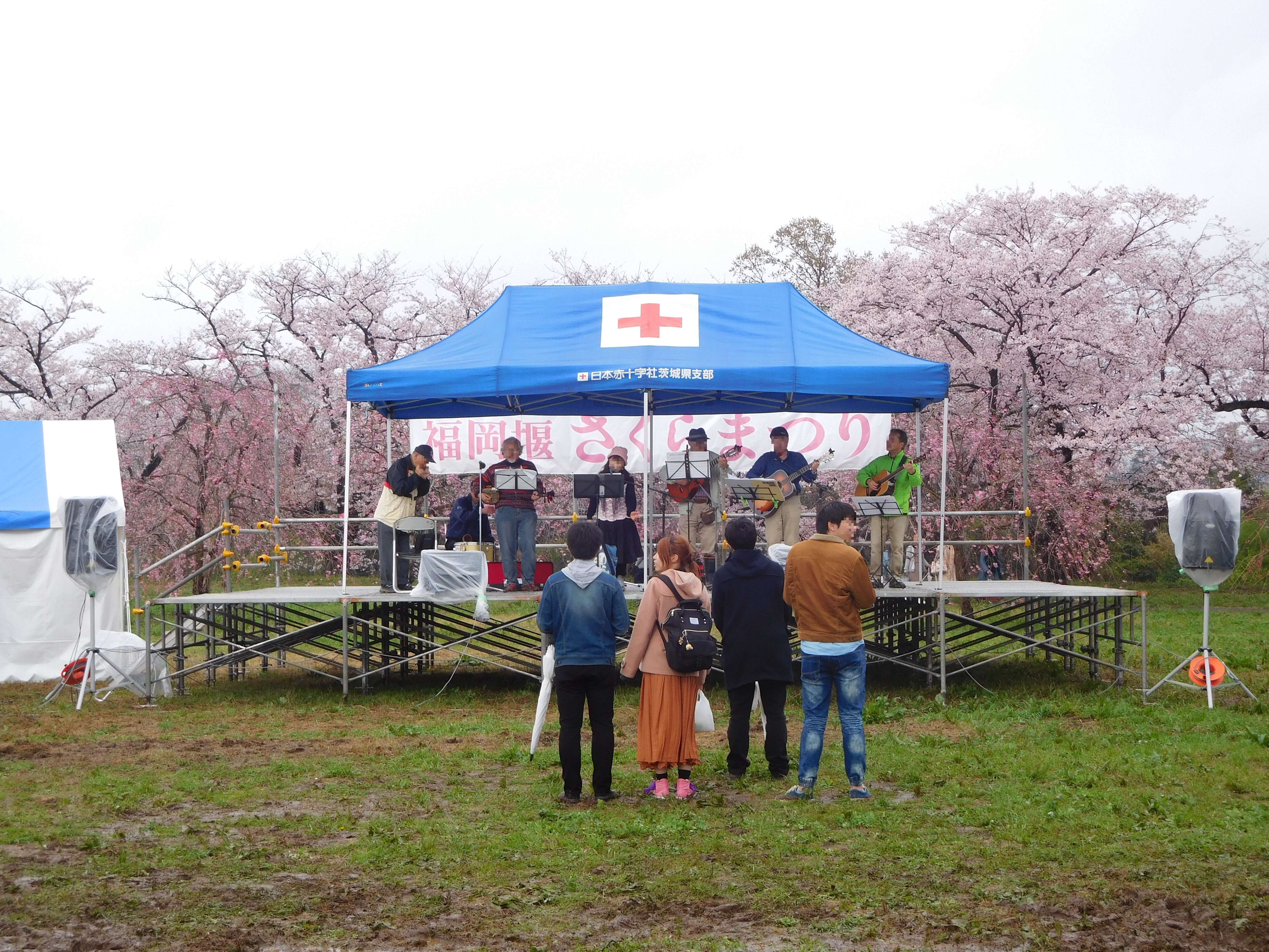 Plancia ëd Prunus yedoensis Matsum.