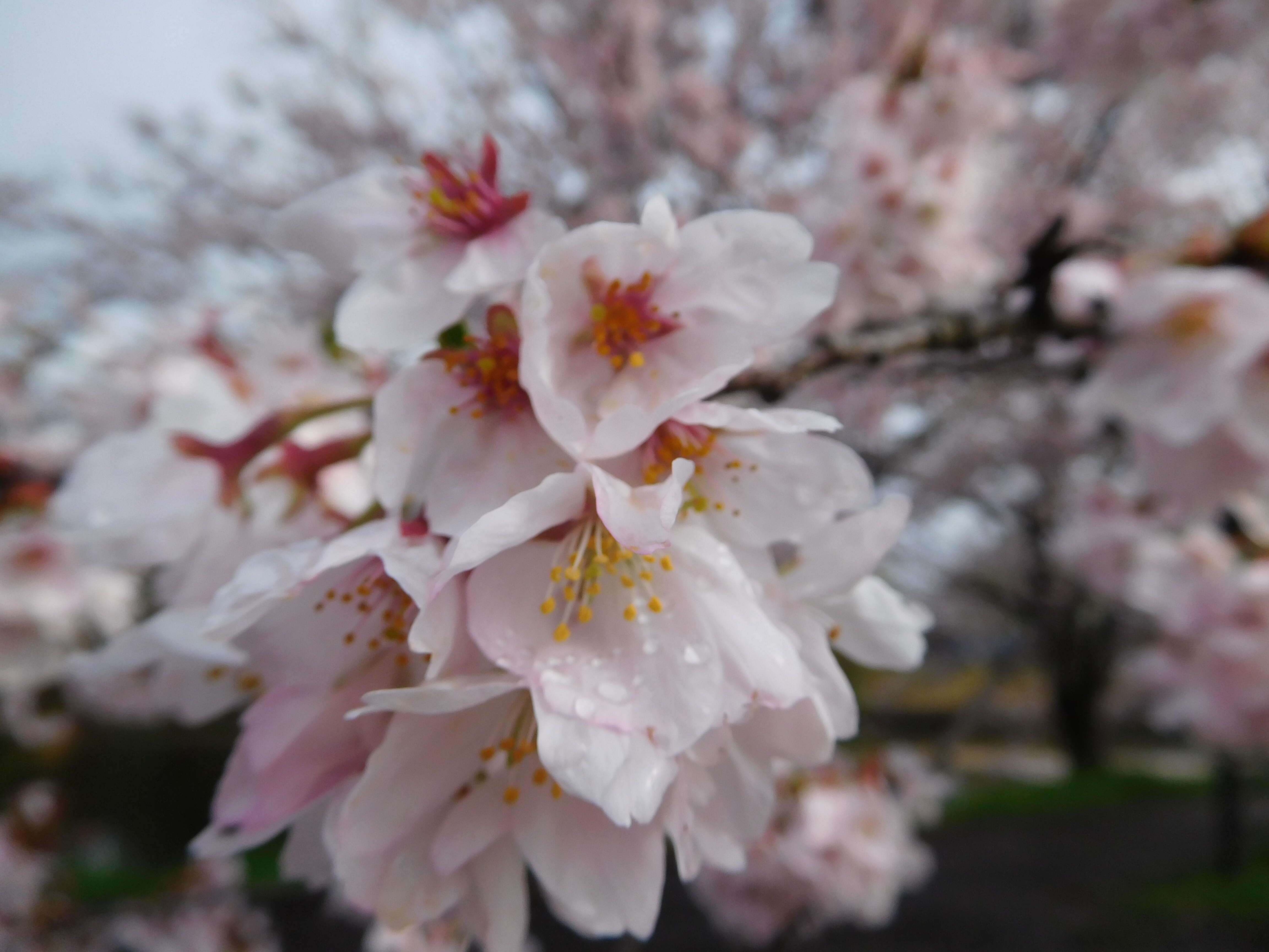 Plancia ëd Prunus yedoensis Matsum.