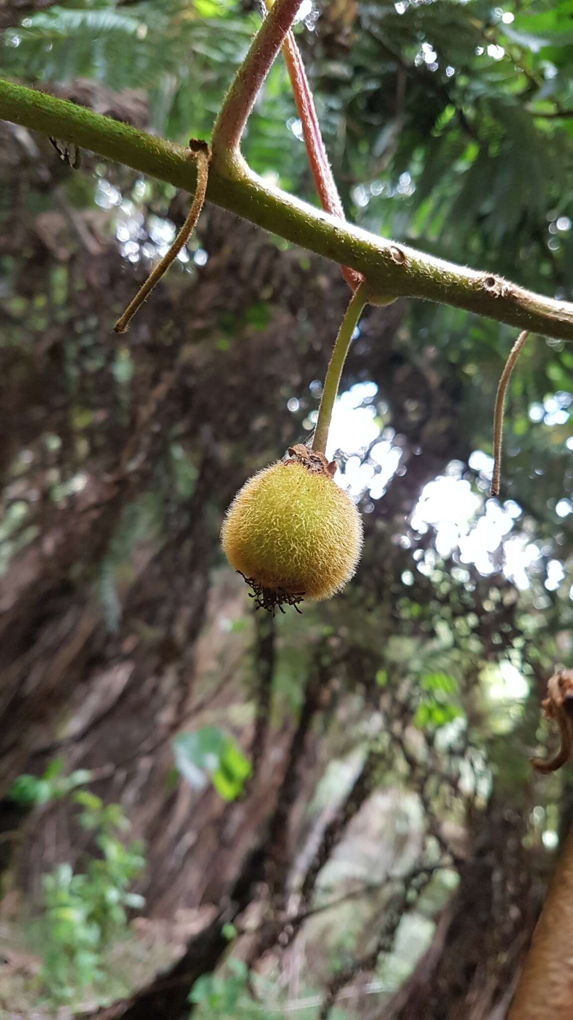 Image de Actinidia chinensis var. hispida C. F. Liang