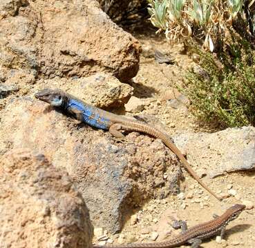 Image of Gallot's lizards