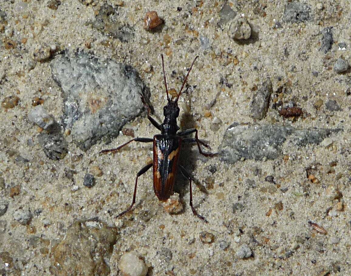 Image of Two-banded longhorn beetle