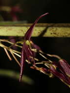 Image of Pleurothallis luctuosa Rchb. fil.