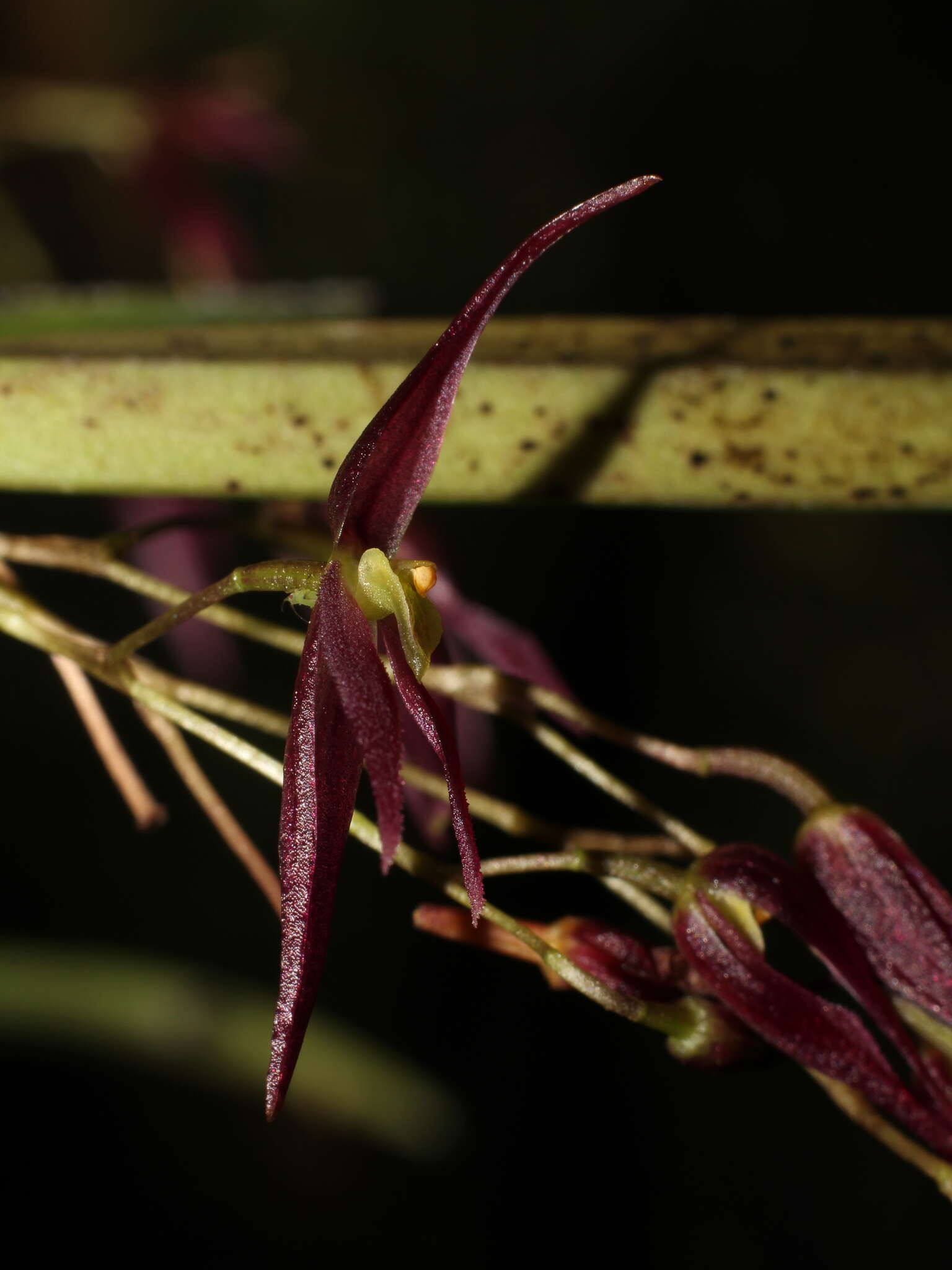 Image of Pleurothallis luctuosa Rchb. fil.