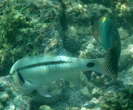 Image of dash-and-dot goatfish