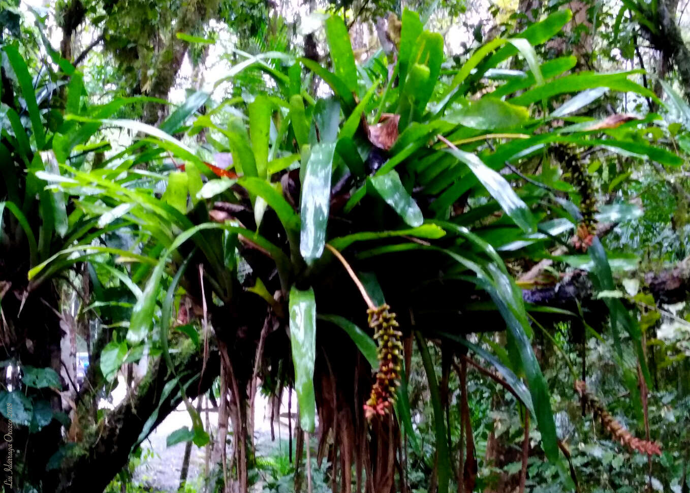 Image of Aechmea blumenavii Reitz