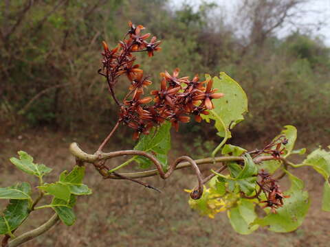 Image of Tristellateia dulcamara A. Juss.