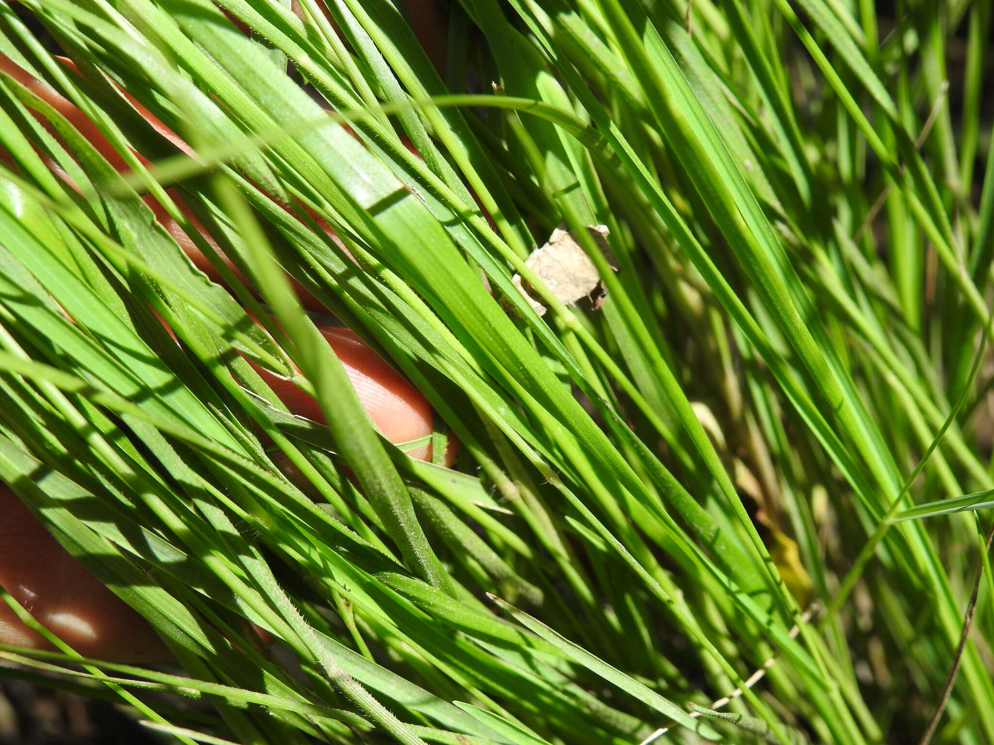 Слика од Panicum simile Domin