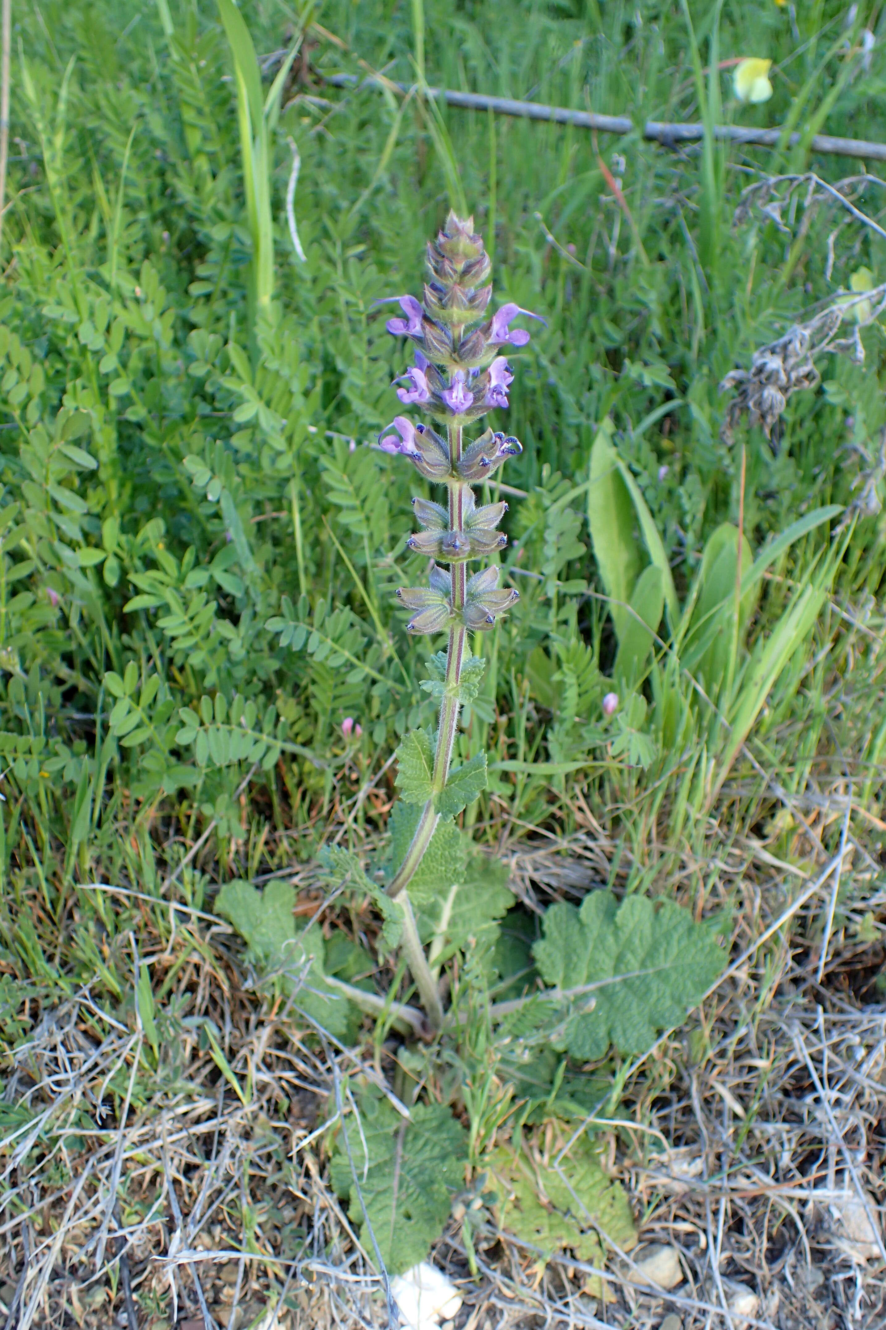 Image of verbena sage