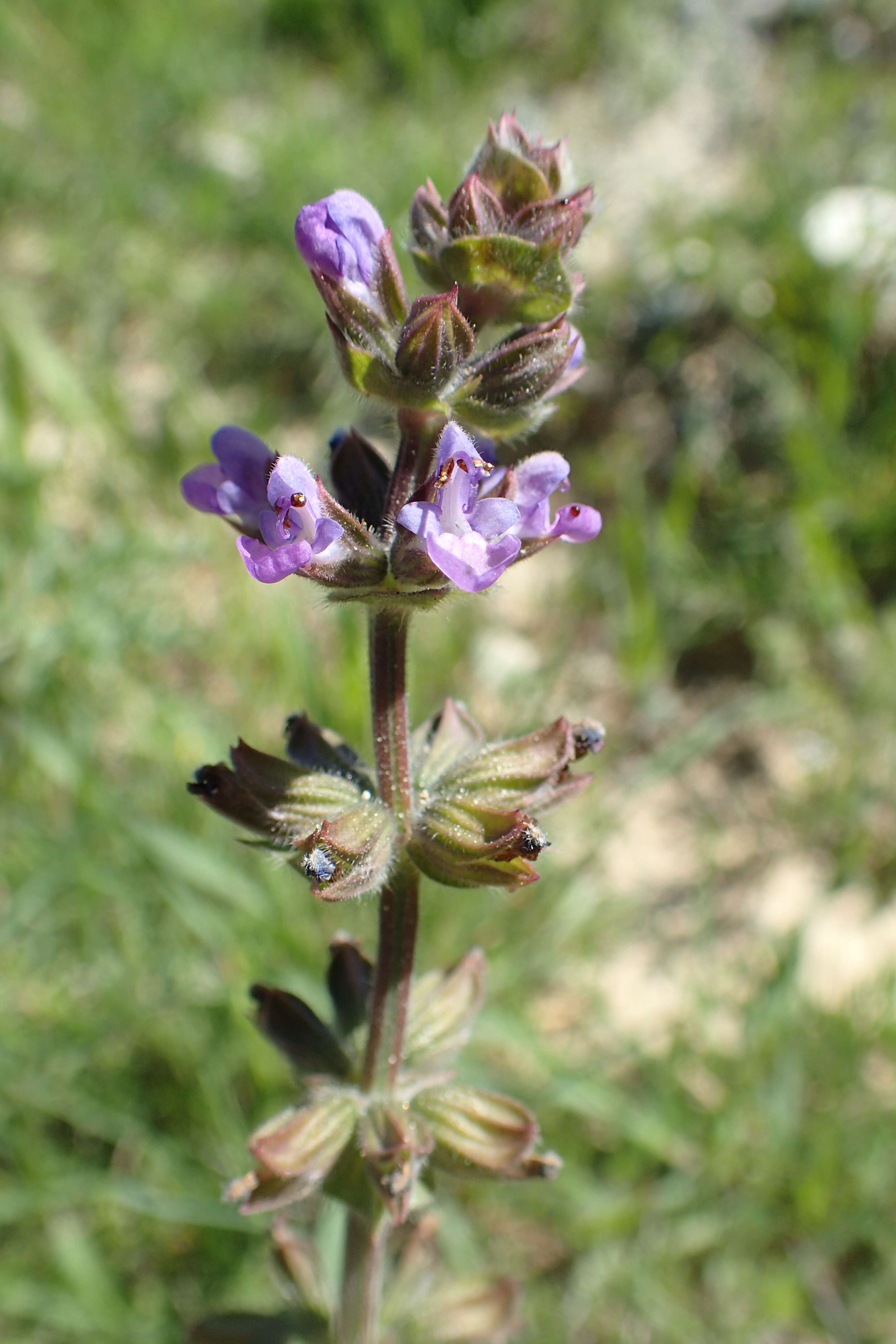 Image of verbena sage