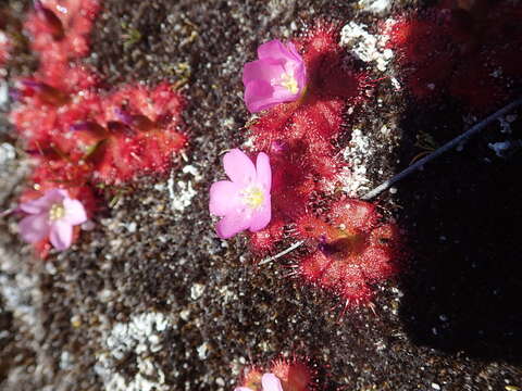 Image of Drosera acaulis L. fil.