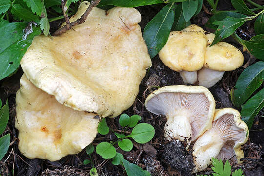 Image of Lactarius flavoaspideus Kytöv. 2009