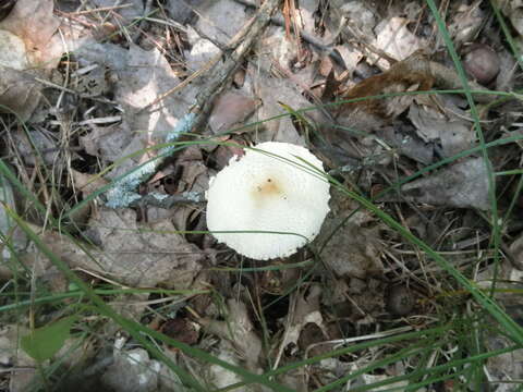 Image of Lepiota clypeolaria (Bull.) P. Kumm. 1871