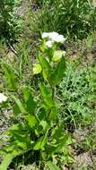 Image of American feverfew