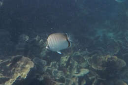 Image of Assarius Butterflyfish