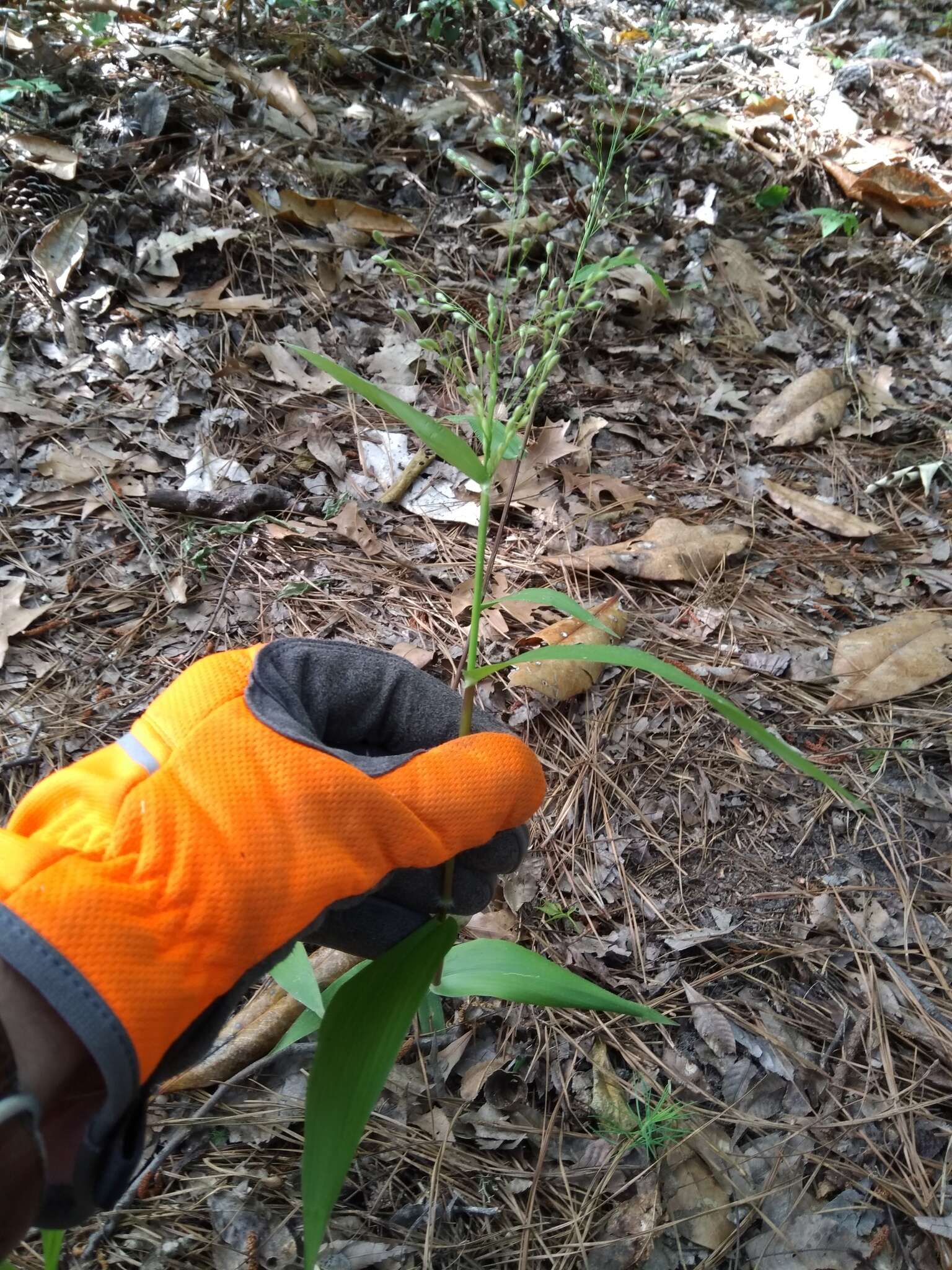 Image of Bosc's panicgrass