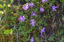 Primula minima L. resmi