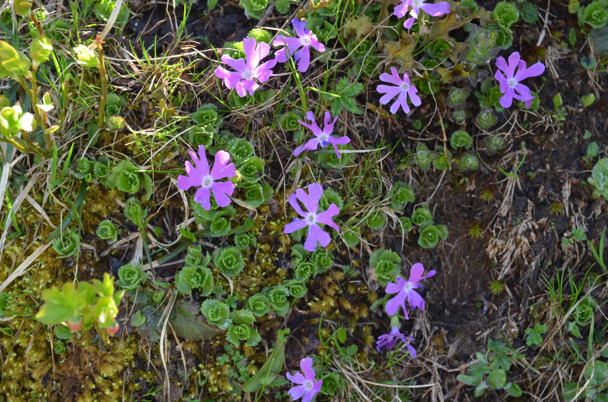 Primula minima L. resmi