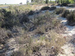 Imagem de Marasmodes fasciculata S. Ortiz