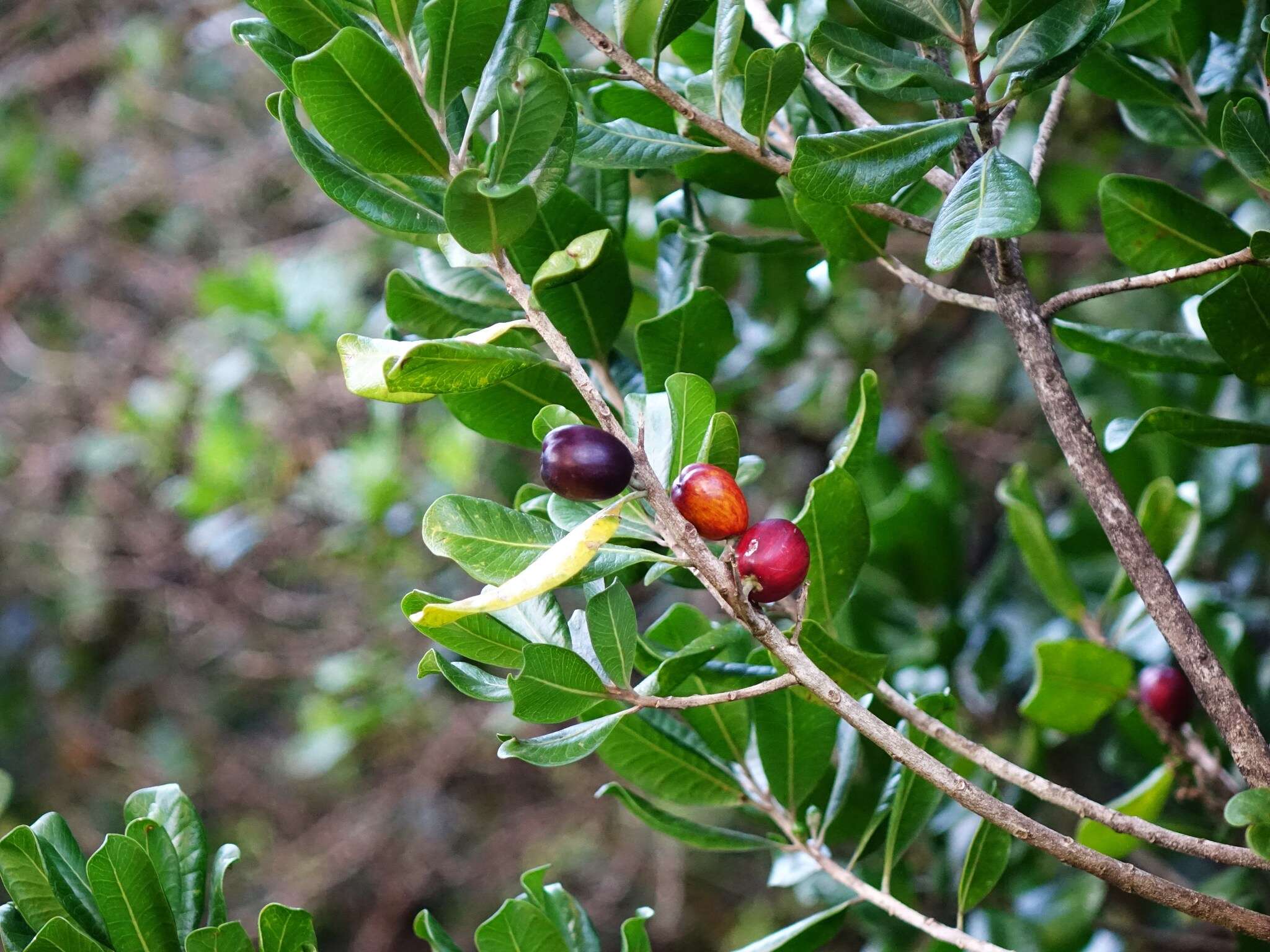 Image of Planchonella costata (Endl.) Pierre