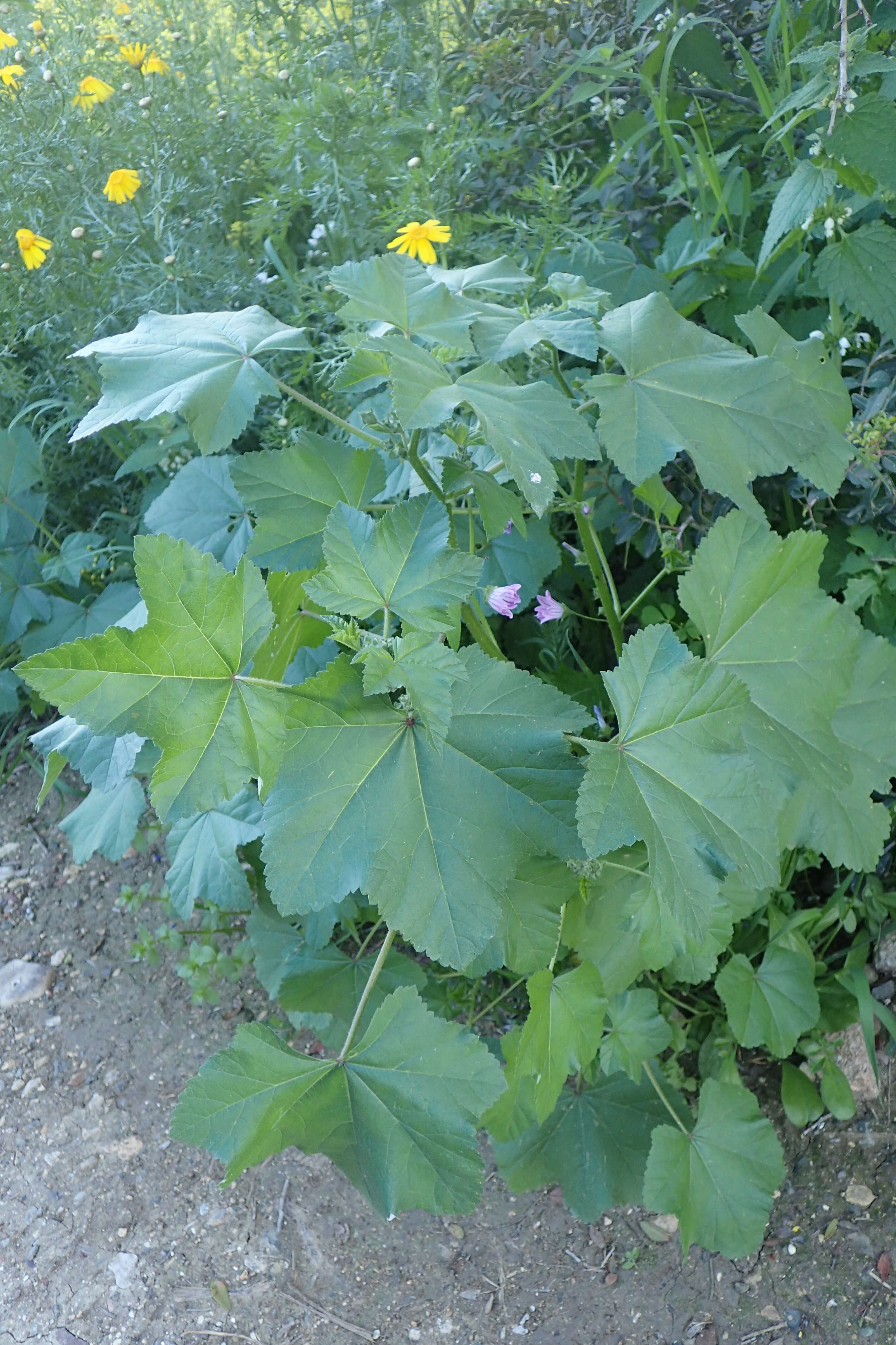 Imagem de Malva nicaeensis All.