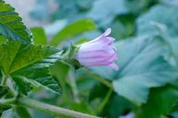 Imagem de Malva nicaeensis All.