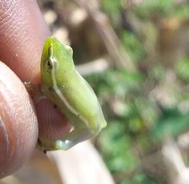 Image of Hyperolius rwandae Dehling, Sinsch, Rodel & Channing ex Channing, Hillers, Lötters, Rödel & Schick et al. 2013